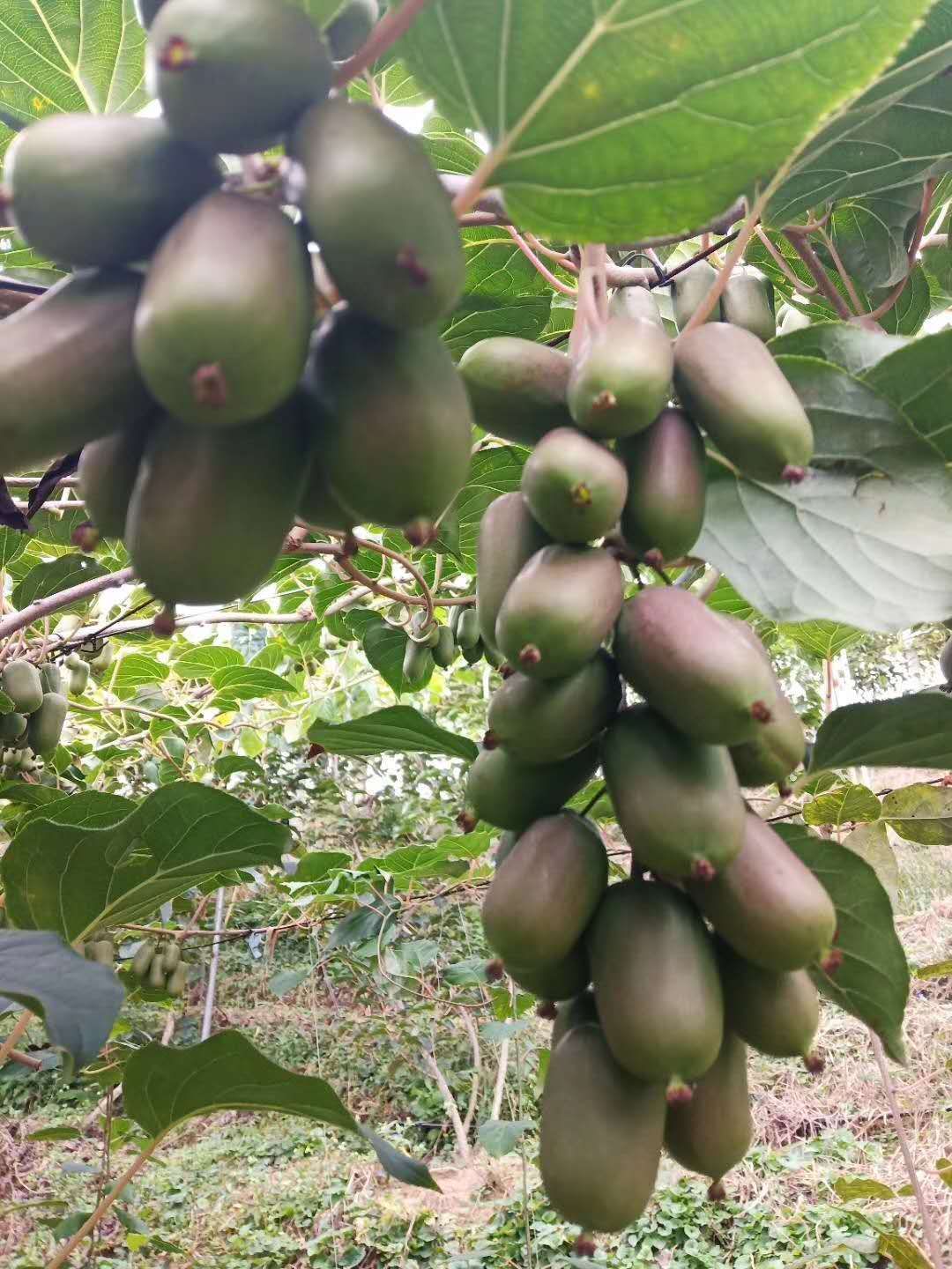 软枣猕猴桃苗  龙成二号：三年大苗，茎杆粗壮，根系发达